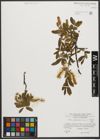 Foto von Salix waldsteiniana Willd.